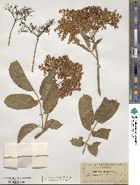 Sambucus cerulea image