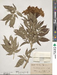 Sambucus cerulea image