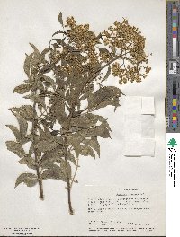 Sambucus cerulea image