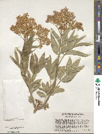 Sambucus cerulea var. cerulea image