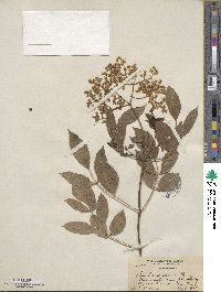 Sambucus cerulea var. cerulea image