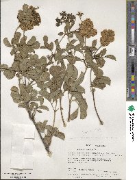 Sambucus cerulea image