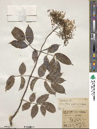 Sambucus cerulea image