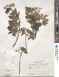 Sambucus cerulea image