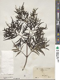 Sambucus canadensis image