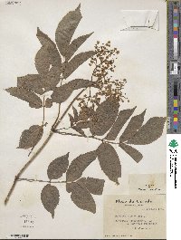 Sambucus canadensis image