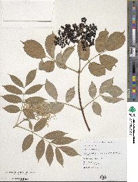 Sambucus canadensis image