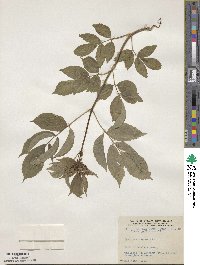 Sambucus canadensis image