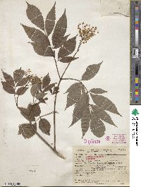 Sambucus canadensis image