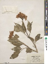 Sambucus cerulea image