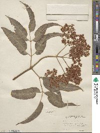 Sambucus cerulea image