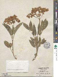 Sambucus cerulea var. neomexicana image