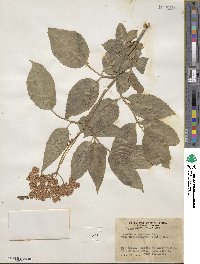 Sambucus cerulea image