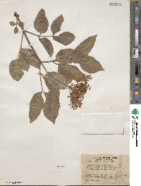 Sambucus cerulea image