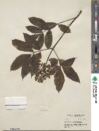 Sambucus racemosa image