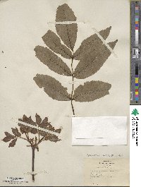 Sambucus racemosa image