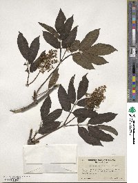 Sambucus racemosa subsp. racemosa image