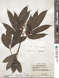 Sambucus racemosa subsp. racemosa image