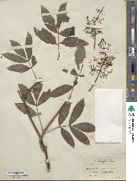 Sambucus racemosa subsp. racemosa image