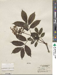 Sambucus racemosa image