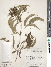 Sambucus cerulea image