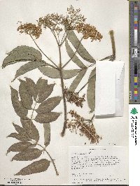 Sambucus cerulea image