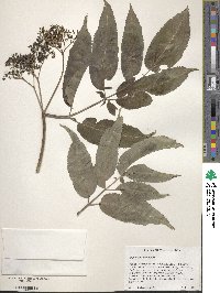 Sambucus cerulea var. neomexicana image