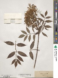 Sambucus cerulea image