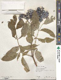 Sambucus cerulea image