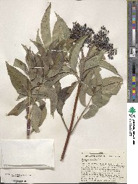 Sambucus cerulea image