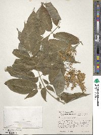 Sambucus cerulea image