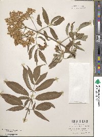 Sambucus cerulea var. neomexicana image