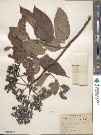 Sambucus cerulea image