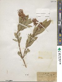 Sambucus cerulea image