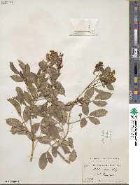 Sambucus cerulea var. cerulea image