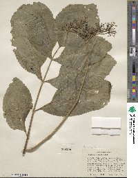 Sambucus cerulea image