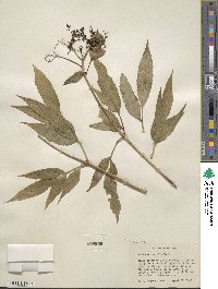 Sambucus cerulea image