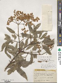 Sambucus cerulea image