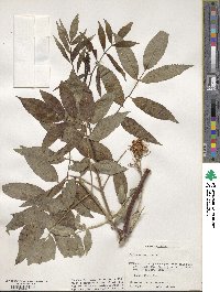 Sambucus cerulea var. cerulea image