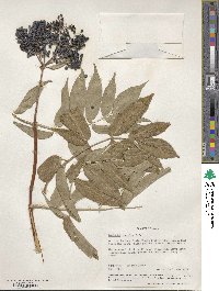 Sambucus cerulea var. cerulea image