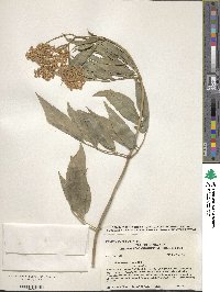 Sambucus cerulea image