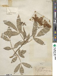 Sambucus cerulea image