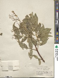 Sambucus cerulea image