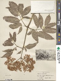 Sambucus cerulea var. cerulea image