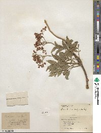 Sambucus cerulea var. cerulea image