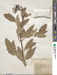 Sambucus cerulea var. cerulea image