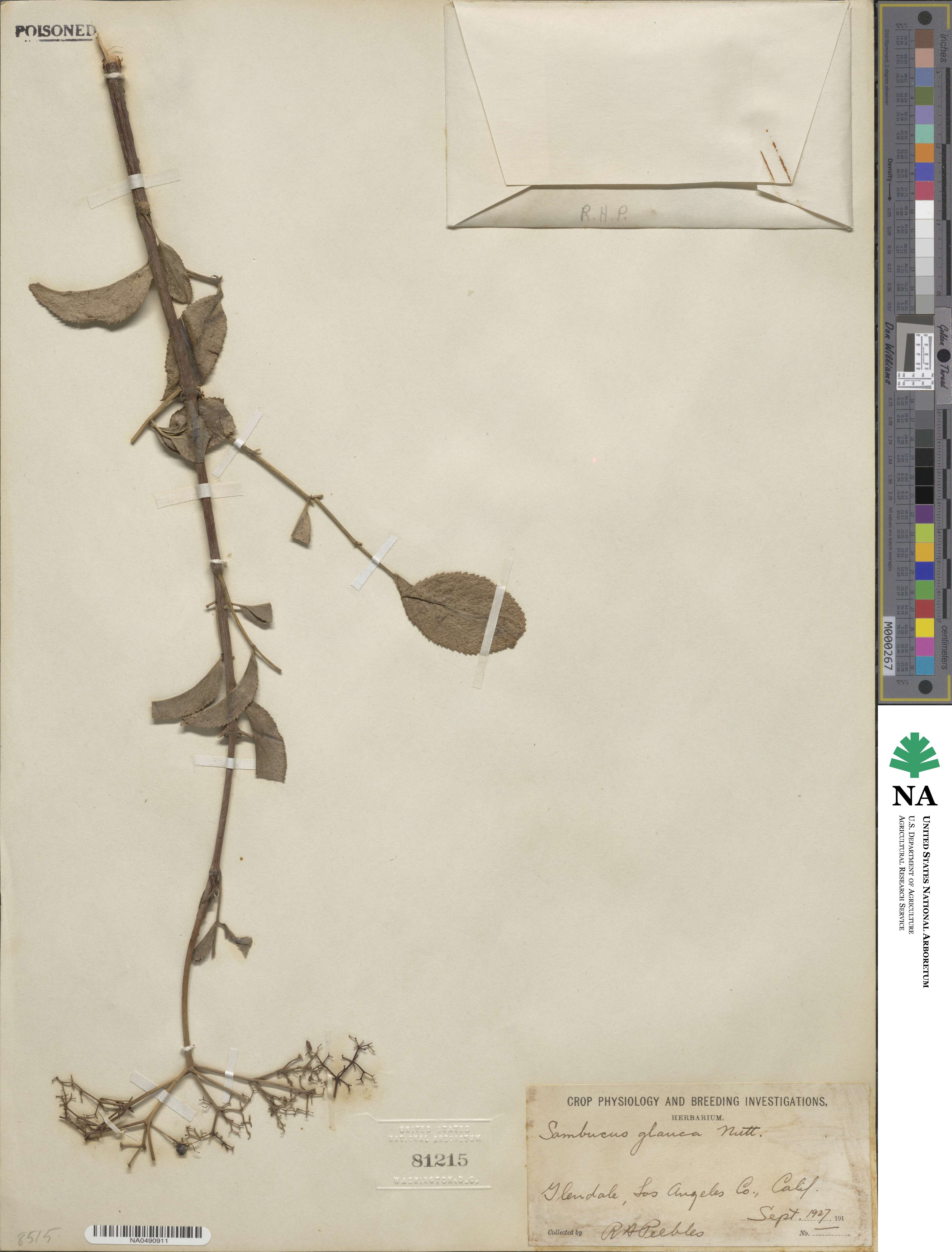 Sambucus cerulea image