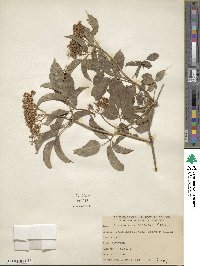 Sambucus cerulea image