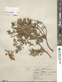 Sambucus cerulea image