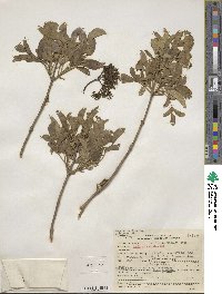 Sambucus cerulea image